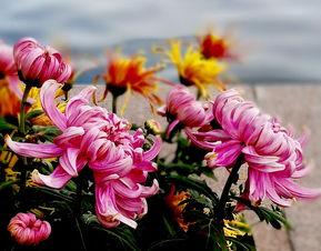 凄艳断肠花,哀婉传说的花语之谜